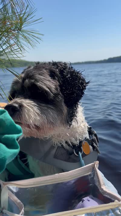 Milo , a male Cocker Spaniel and Maltese for sale in Marlborough, MA – 4 of 5