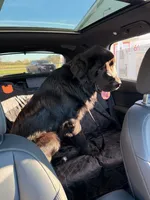 Gru , a male Newfoundland and Golden Retriever for sale in Marlborough, MA – 3 of 3