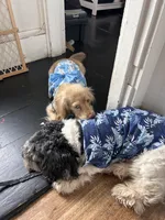 Milo , a male Cocker Spaniel and Maltese for sale in Marlborough, MA – 3 of 5