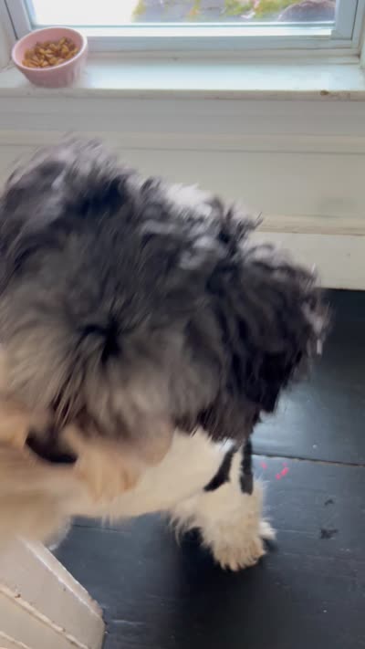 Milo , a male Cocker Spaniel and Maltese for sale in Marlborough, MA – 5 of 5