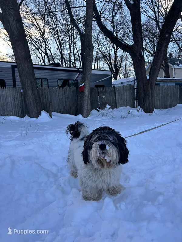 Milo  – Cocker Spaniel, Maltese puppy for sale in Marlborough, MA
