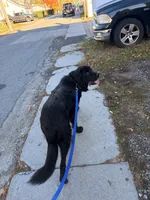 Gru , a male Newfoundland for sale in Marlborough, MA – 2 of 3