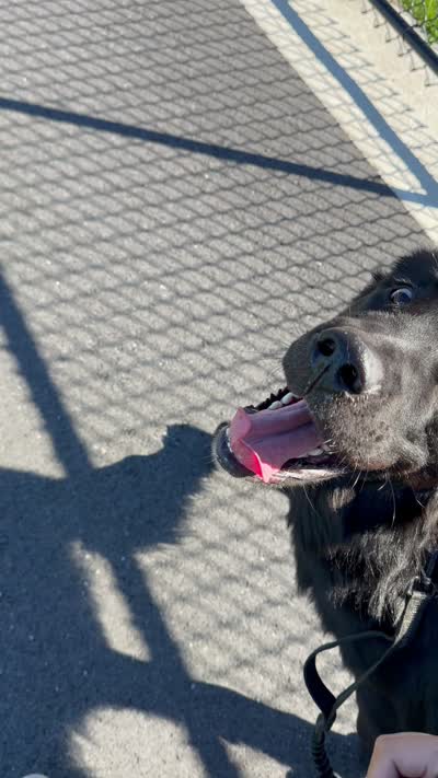 Gru , a male Newfoundland for sale in Marlborough, MA – 3 of 3