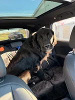 Gru , a male Newfoundland and Golden Retriever for sale in Marlborough, MA – 1 of 3