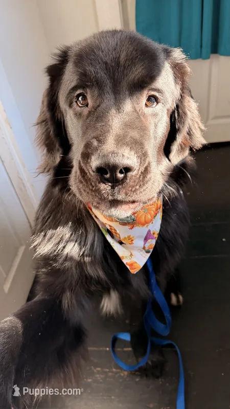 Gru , a male Newfoundland for sale in Marlborough, MA – 1 of 3