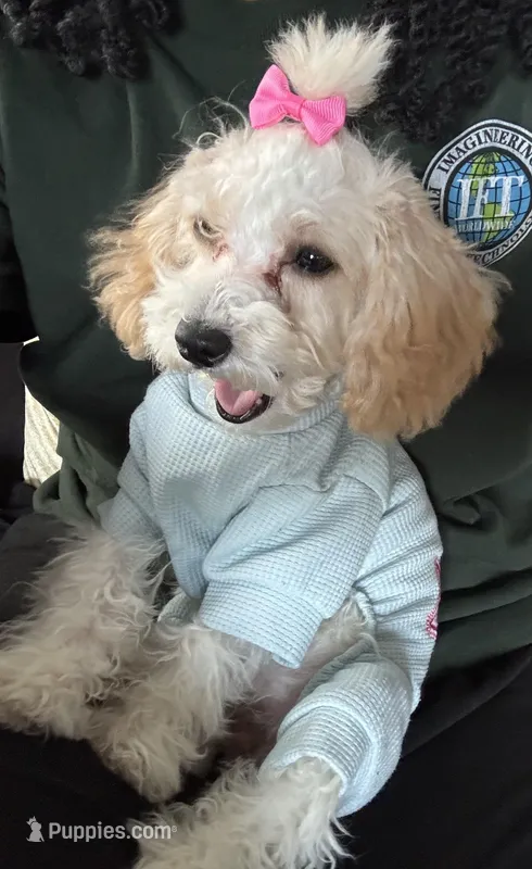 Pink – Poodle - Toy  puppy for sale in Indianapolis, IN