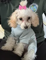 Pink, a female Poodle - Toy  for sale in Indianapolis, IN – Photo 2 of 4