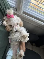 Pink, a female Poodle - Toy  for sale in Indianapolis, IN – Photo 3 of 4