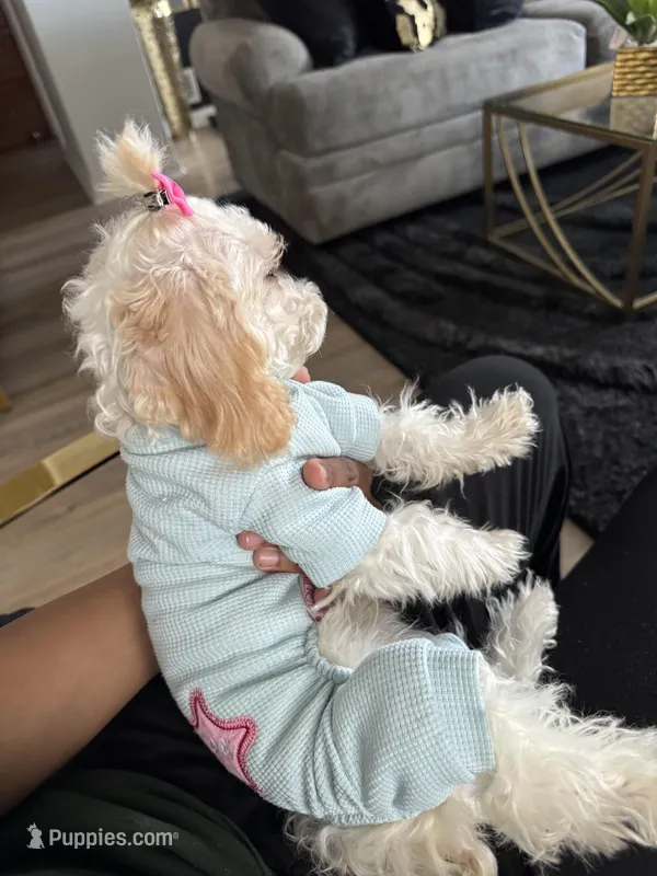 Pink – Poodle - Toy  puppy for sale in Indianapolis, IN