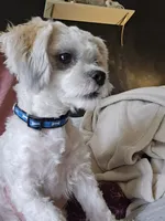 Tricky, a male Mal Shi for sale in Union Center, WI – 2 of 2