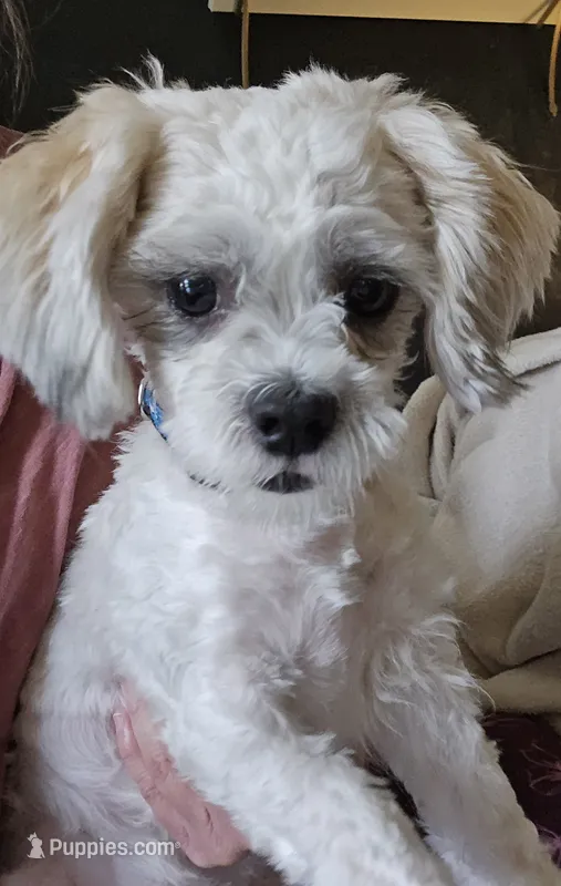 Tricky – Mal Shi puppy for sale in Union Center, WI