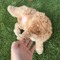 Bella, a female Poodle - Toy  for sale in Orlando, FL – Photo 9 of 9