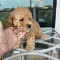 Bella, a female Poodle - Toy  for sale in Orlando, FL – Photo 8 of 9