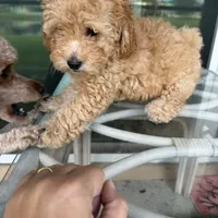 Bella, a female Poodle - Toy  for sale in Orlando, FL – Photo 2 of 9