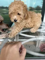 Bella, a female Poodle - Toy  for sale in Orlando, FL – Photo 2 of 9