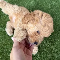 Bella, a female Poodle - Toy  for sale in Orlando, FL – Photo 6 of 9