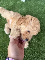 Bella, a female Poodle - Toy  for sale in Orlando, FL – Photo 6 of 9