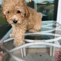 Bella, a female Poodle - Toy  for sale in Orlando, FL – Photo 3 of 9