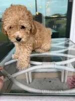 Bella, a female Poodle - Toy  for sale in Orlando, FL – Photo 3 of 9