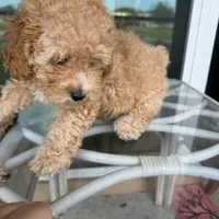 Bella, a female Poodle - Toy  for sale in Orlando, FL – Photo 5 of 9