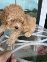 Bella, a female Poodle - Toy  for sale in Orlando, FL – Photo 5 of 9