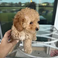 Bella, a female Poodle - Toy  for sale in Orlando, FL – Photo 7 of 9