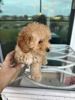 Bella, a female Poodle - Toy  for sale in Orlando, FL – Photo 7 of 9
