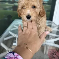 Bella, a female Poodle - Toy  for sale in Orlando, FL – Photo 1 of 9