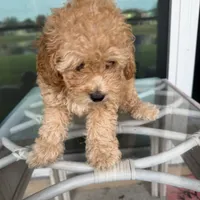 Bella, a female Poodle - Toy  for sale in Orlando, FL – Photo 4 of 9