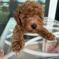 Chocolate Koko, a male Poodle - Toy  for sale in Orlando, FL – Photo 5 of 7