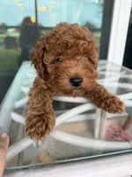 Chocolate Koko, a male Poodle - Toy  for sale in Orlando, FL – Photo 5 of 7