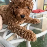 Chocolate Koko, a male Poodle - Toy  for sale in Orlando, FL – Photo 7 of 7
