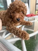 Chocolate Koko, a male Poodle - Toy  for sale in Orlando, FL – Photo 7 of 7