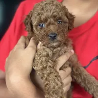 Chocolate Koko, a male Poodle - Toy  for sale in Orlando, FL – Photo 1 of 7