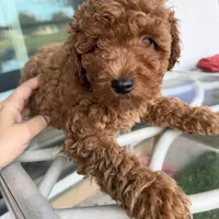 Chocolate Koko, a male Poodle - Toy  for sale in Orlando, FL – Photo 6 of 7