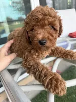 Chocolate Koko, a male Poodle - Toy  for sale in Orlando, FL – Photo 6 of 7