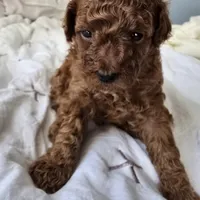 Chocolate Koko, a male Poodle - Toy  for sale in Orlando, FL – Photo 2 of 7