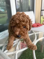 Chocolate Koko, a male Poodle - Toy  for sale in Orlando, FL – Photo 3 of 7