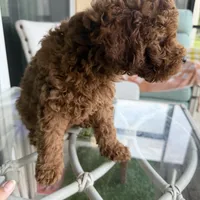 Chocolate Koko, a male Poodle - Toy  for sale in Orlando, FL – Photo 4 of 7