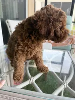 Chocolate Koko, a male Poodle - Toy  for sale in Orlando, FL – Photo 4 of 7