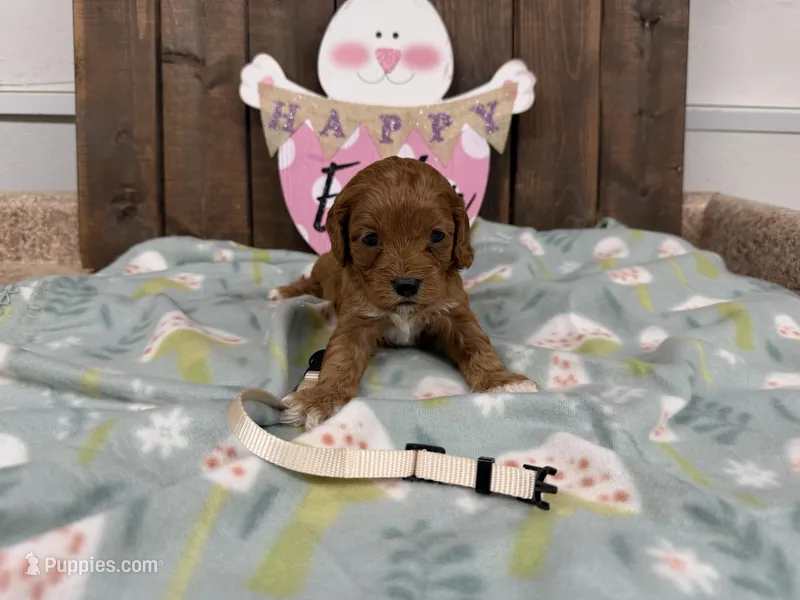 Nessy – Cavapoo puppy for sale in Lebanon, MO