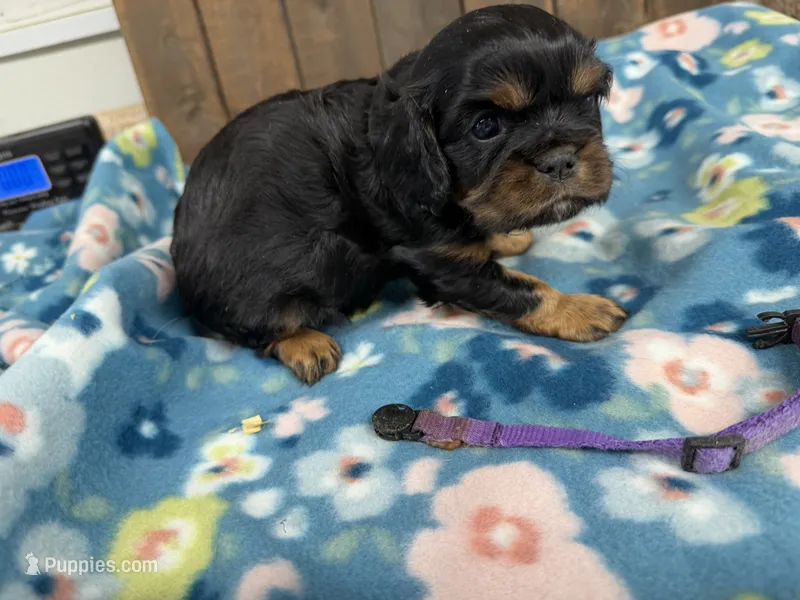 Velma – Cavalier King Charles Spaniel puppy for sale in Lebanon, MO
