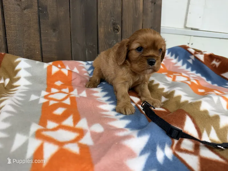 Echo – Cavalier King Charles Spaniel puppy for sale in Lebanon, MO