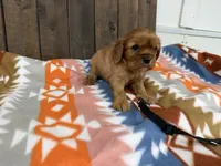 Echo, a male Cavalier King Charles Spaniel for sale in Lebanon, MO – 1 of 4