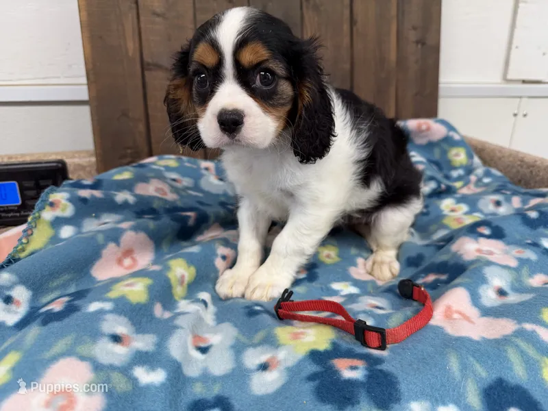 Valor – Cavalier King Charles Spaniel puppy for sale in Lebanon, MO