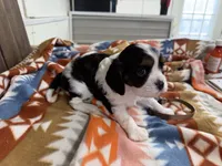 Gage, a male Cavalier King Charles Spaniel for sale in Lebanon, MO – 4 of 4