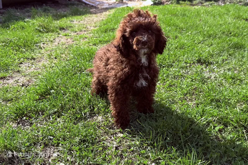 Elle – Poodle - Miniature  puppy for sale in Lebanon, MO