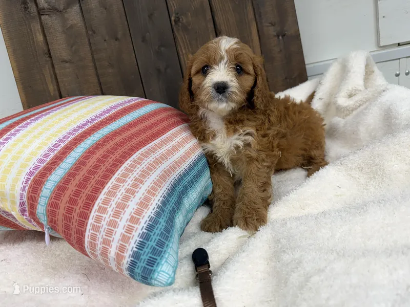 Niall – Cavapoo puppy for sale in Lebanon, MO