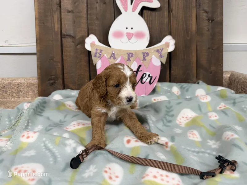 Niall – Cavapoo puppy for sale in Lebanon, MO