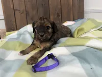 Britt, a female Cavapoo for sale in Lebanon, MO – 3 of 3